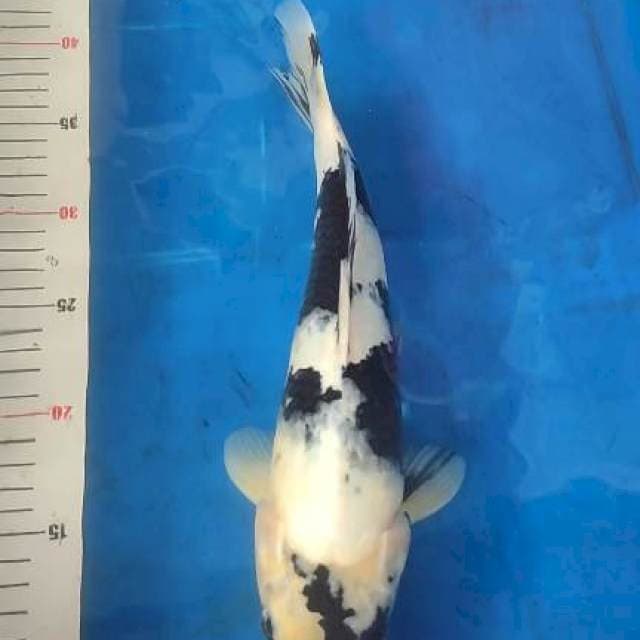 Shiro 32cm