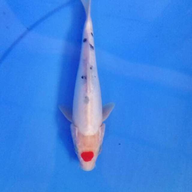 Tancho 21 cm