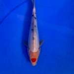Tancho 21 cm