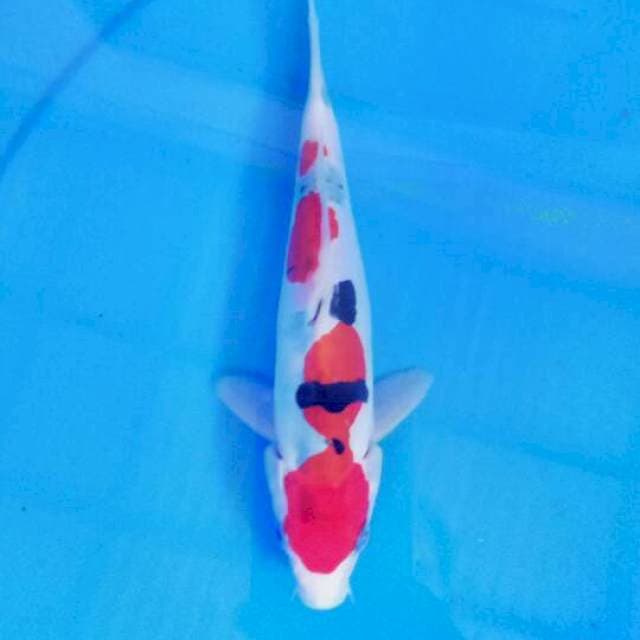 Sanke 20 cm ori
