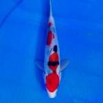 Sanke 20 cm ori 