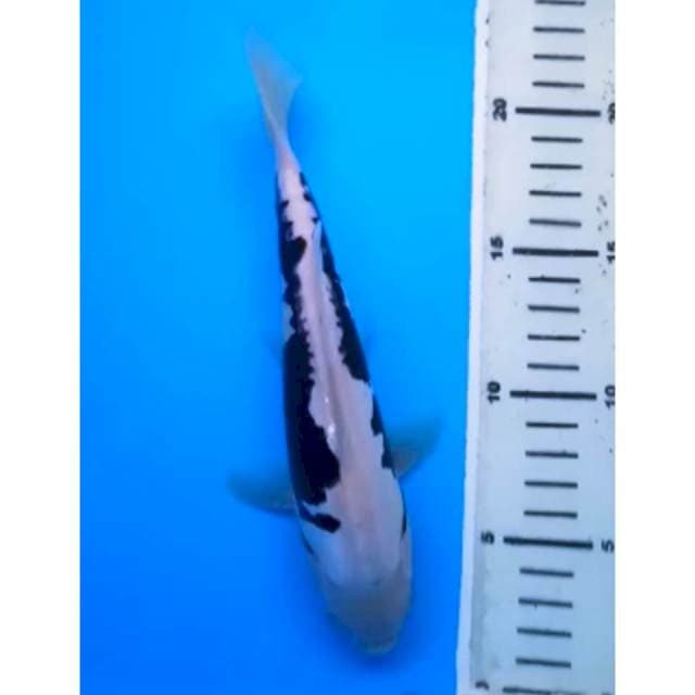 KUMONRYU 22 Cm