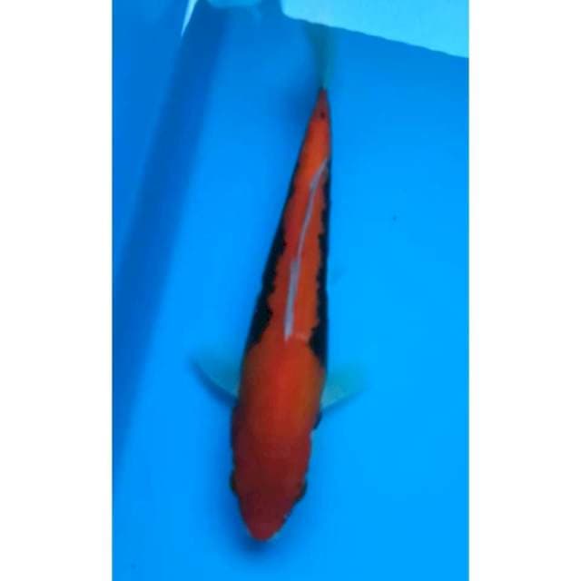 BENI KUMONRYU 19 Cm