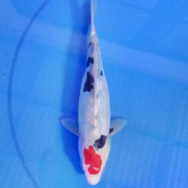 Tategoi 25 cm