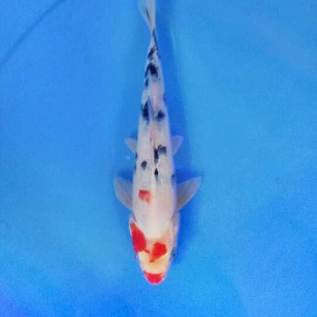 Sanke 23 cm