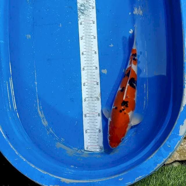 Sanke 40 cm jantan