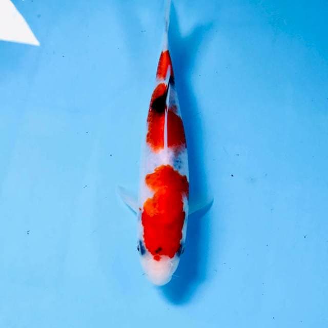 Sanke, 19 cm