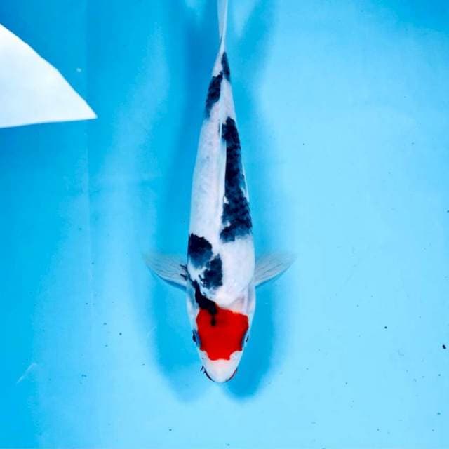 Tancho Showa, 22 cm