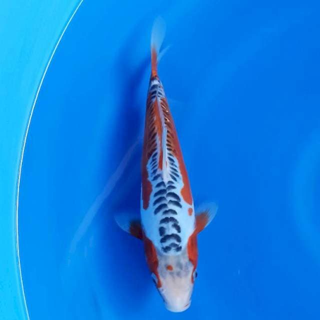 Super shusui