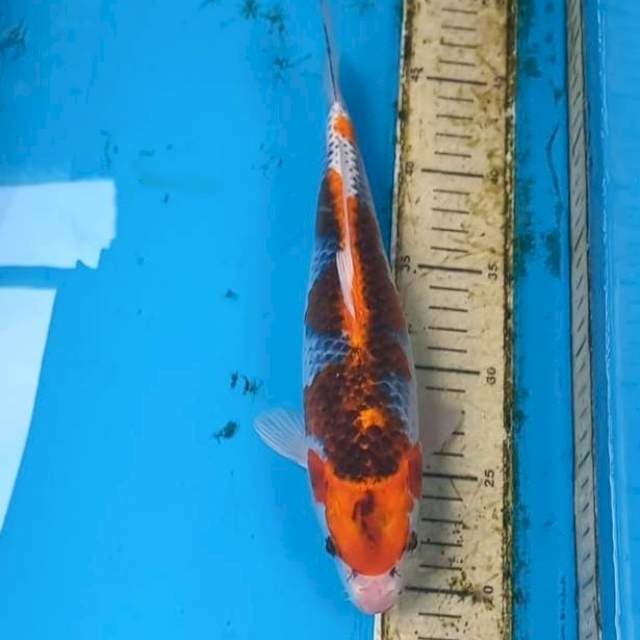 Goshiki 28cm