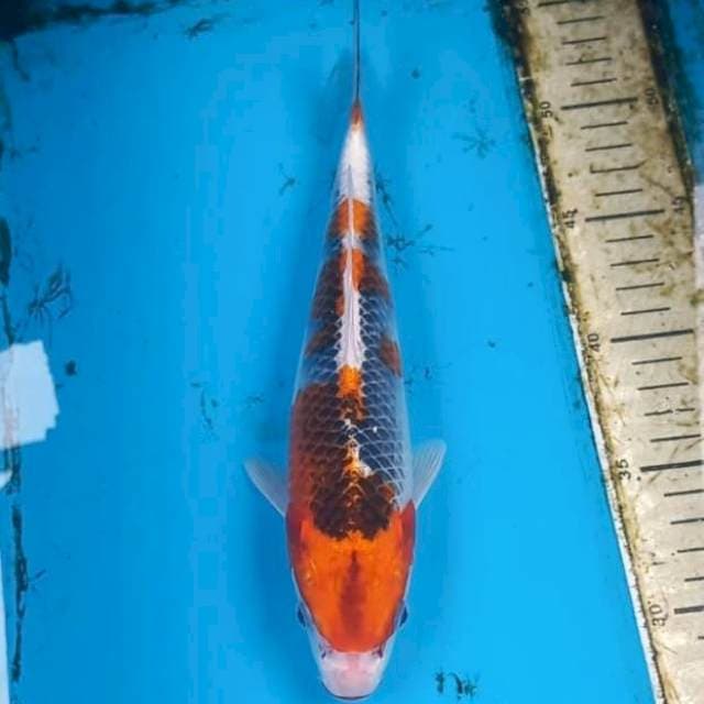 Goshiki 26cm