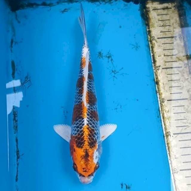 Gingga 25cm