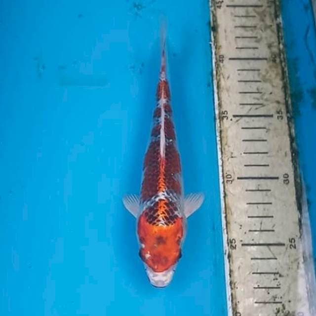 Kujaku 20cm
