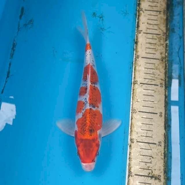 Goshiki 27cm