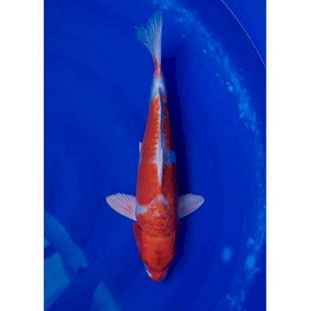 Kikushui 36cm F