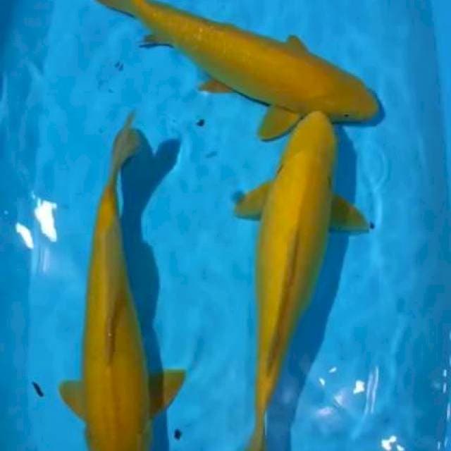 Karasi bulki 35-38cm