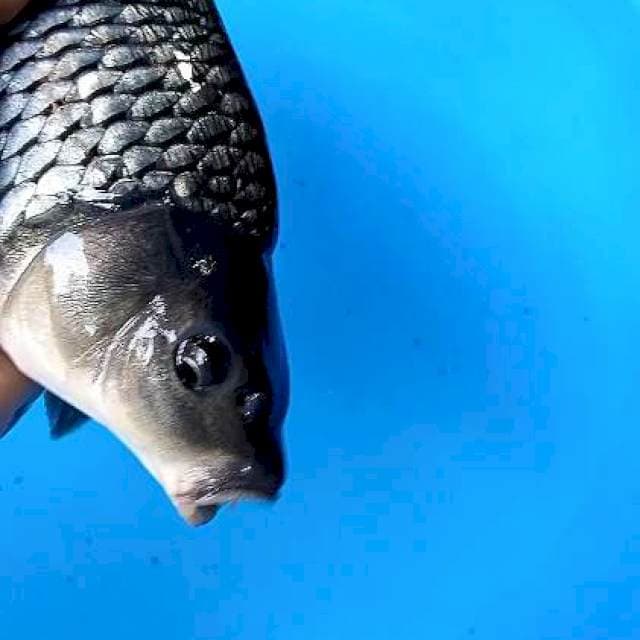 Black diamond bakat punuk 30 cm