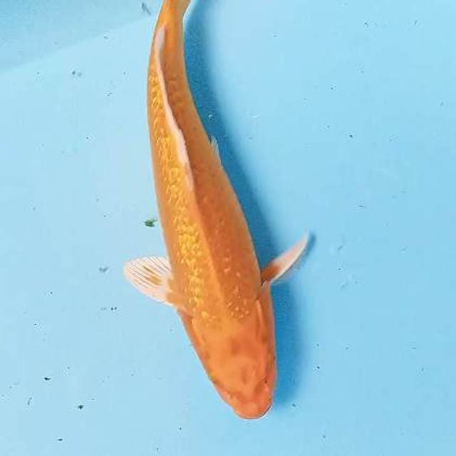 Ogon ginrin male 33 cm