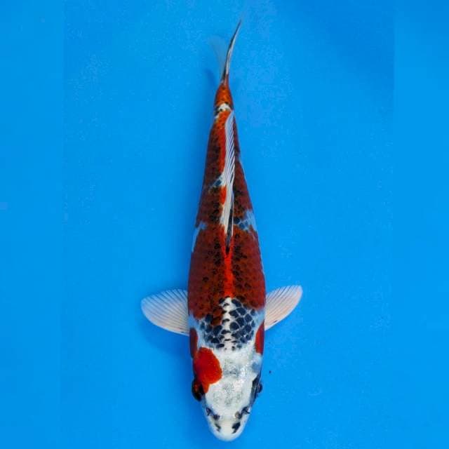 Maruhiro Kujaku