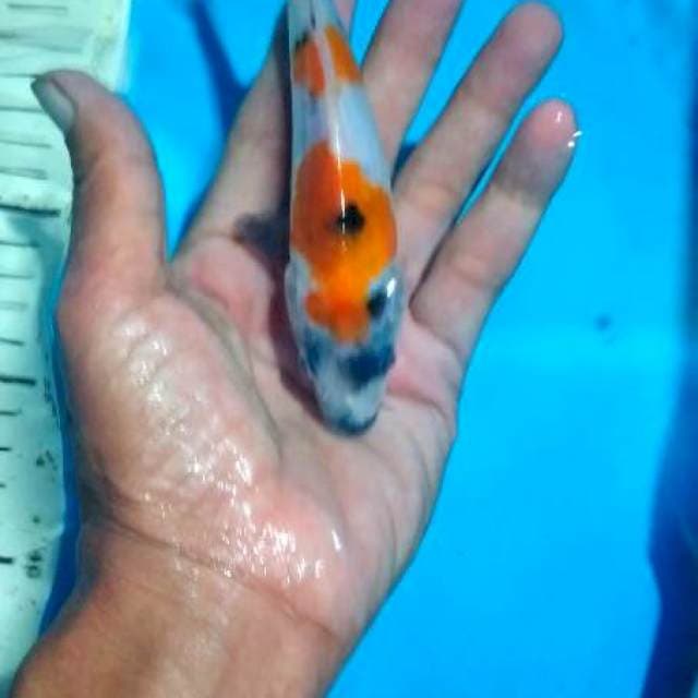 showa 17 cm