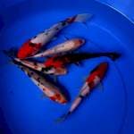 Mik koi 6 ekor 21-26 cm
