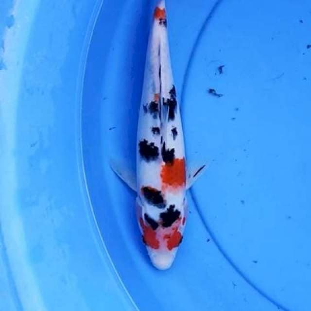 Sanke 27 cm