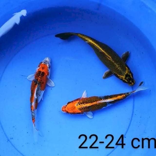 Mix 22-24 cm