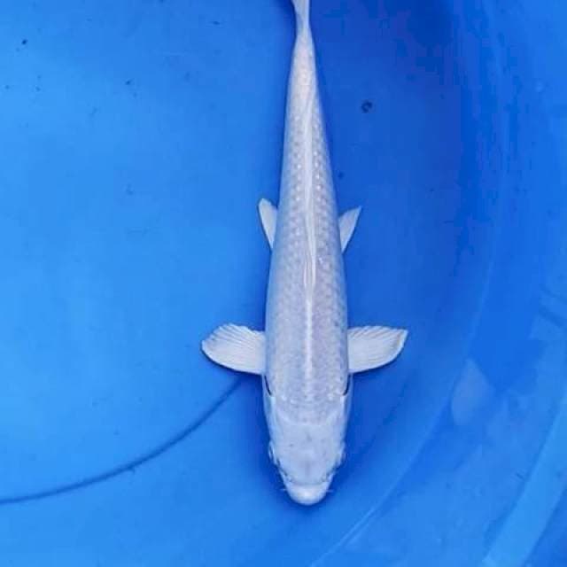 Platinum putih bersih 29 cm