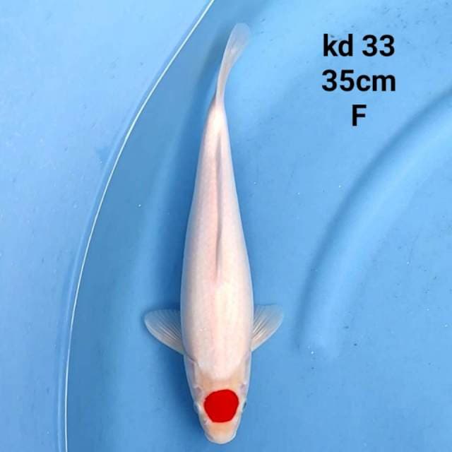 TANCHO KOHAKU ORIGINAL JUMBO TOSAI