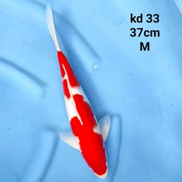 KOHAKU JUMBO TOSAI BENI SOLID