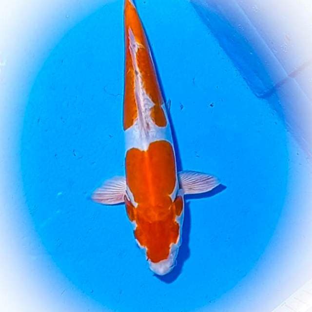 Nindan Kohaku Doits 32 cm Ori