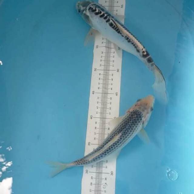 Shusui Asahi 25-30cm