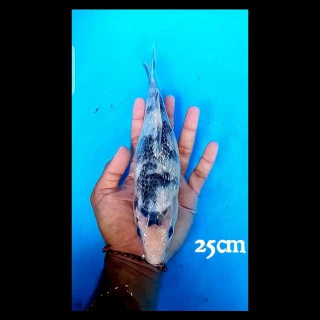 Ginrin 25cm