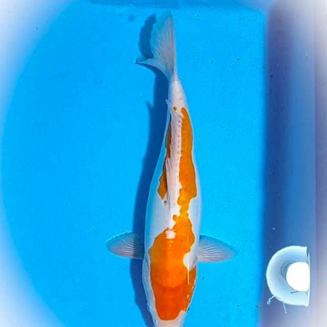 Kohaku Doits Jumbo 40 cm