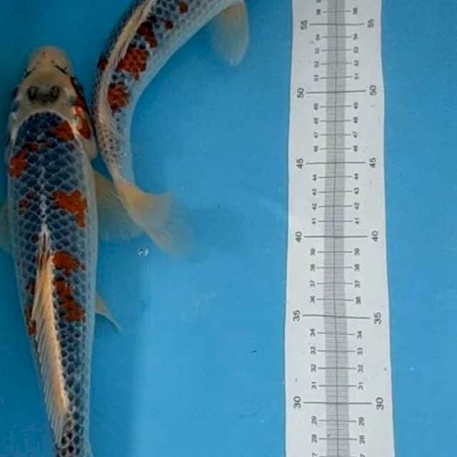 Ghosiki 30-35cm