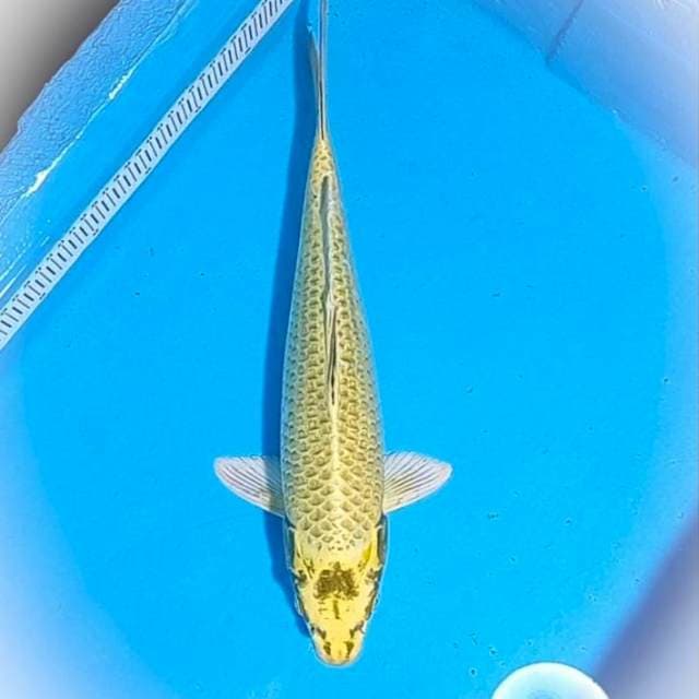 Ki mukasi jumbo