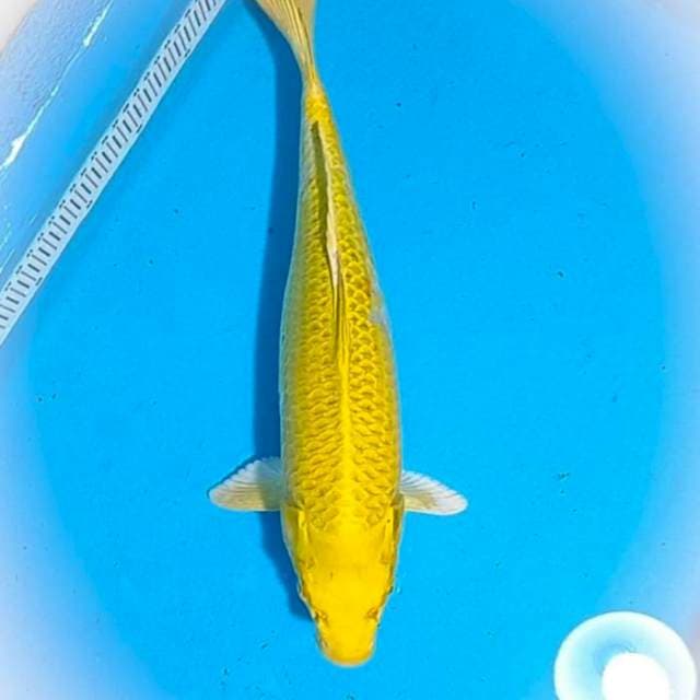 Yamabuki Ogon jumbo