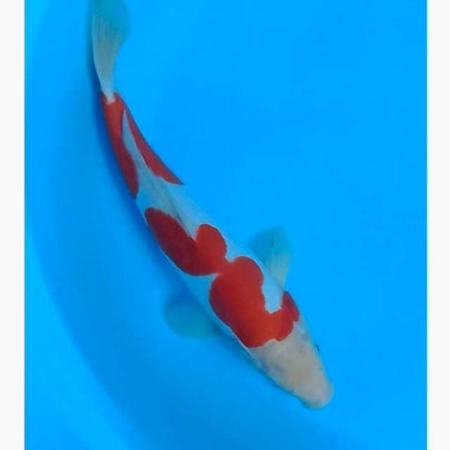 Kohaku doitsu