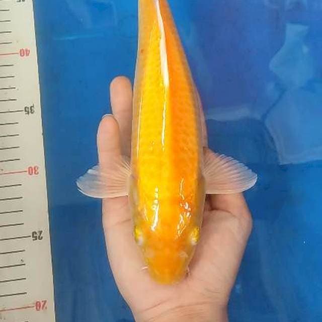 Karashi mata merah 30cm