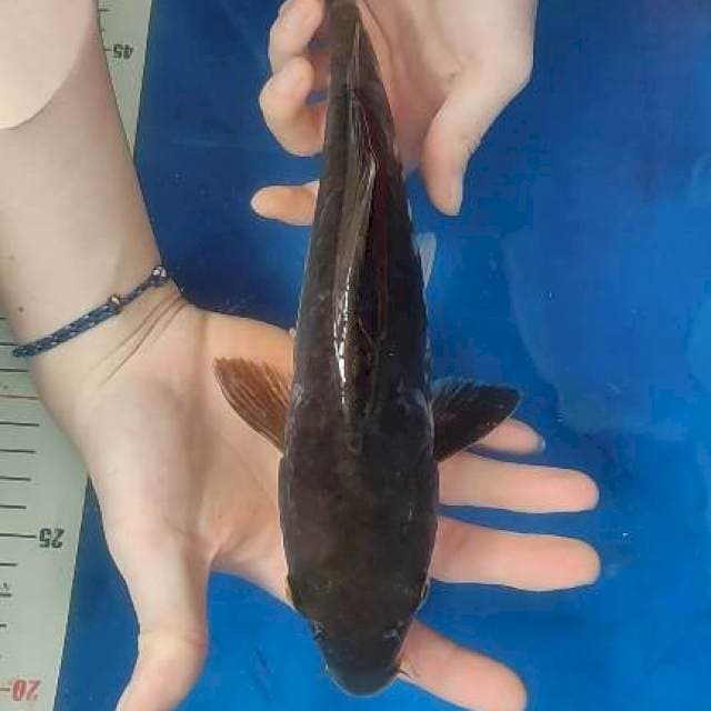 Cagoi aragoke doitsu 32cm