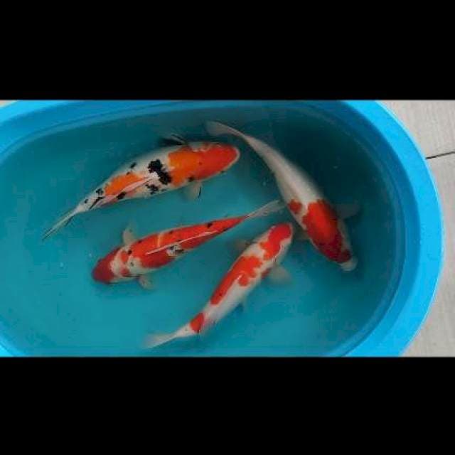 Paket kohaku sanke jumbo
