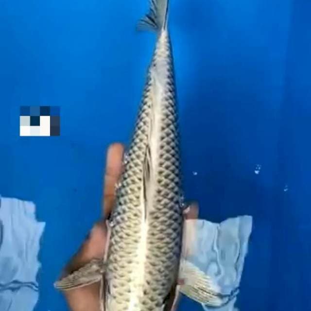 Mukasi