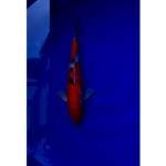 Strong Sanke 36cm M