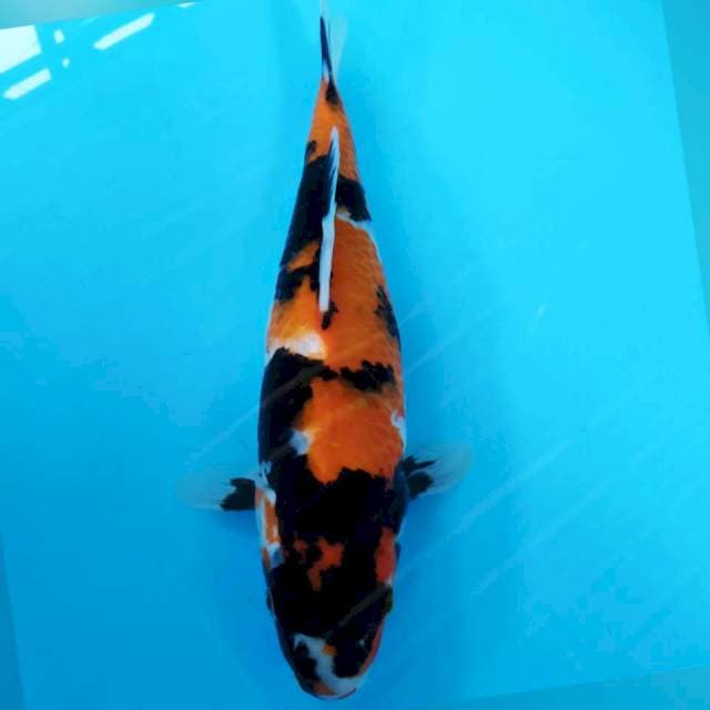 SHO WA 32CM