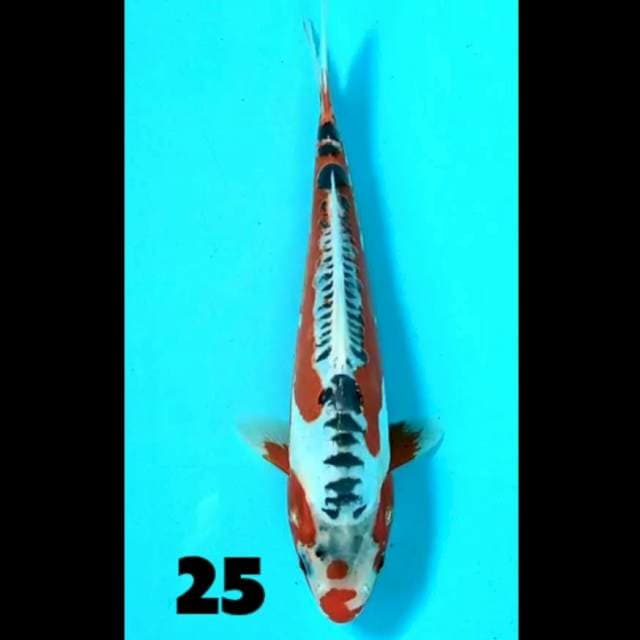 Shusui 25 cm