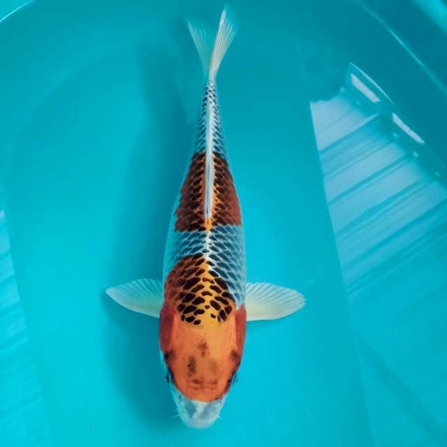 Kojaku 40cm