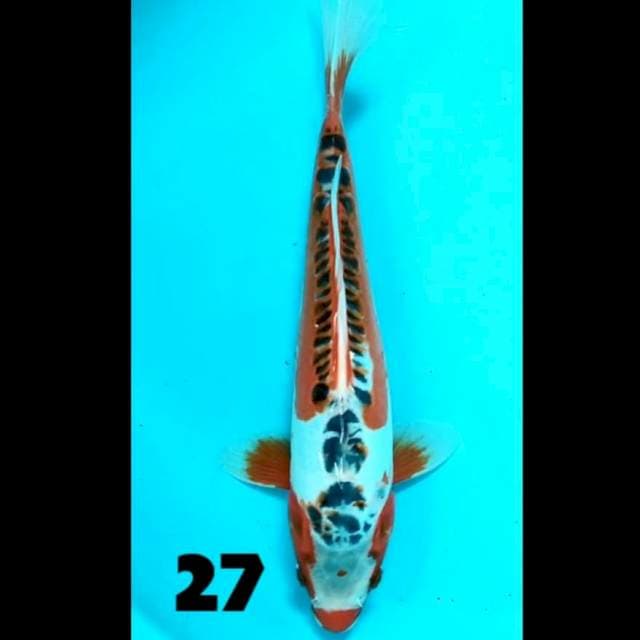 Shusui 27 cm