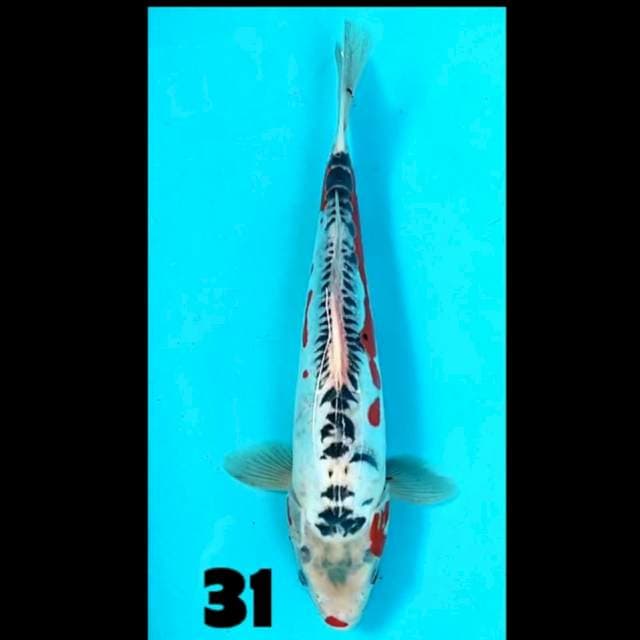 Shusui 31 cm