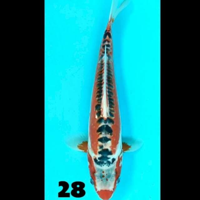 Shusui 28 cm