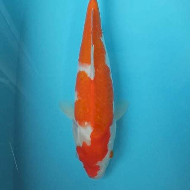 Kohaku female size 40cm
